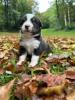 Voir le Chien