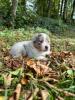 Voir le Chien