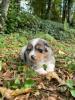 Voir le Chien