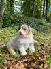 Voir le Chien