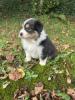 Voir le Chien