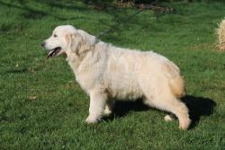 Photo du Chien