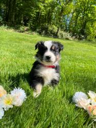Photo du Chien