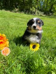 Photo du Chien