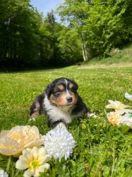 Photo du Chien