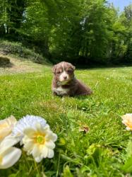 Photo du Chien