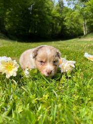 Photo du Chien
