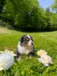 Photo du Chien