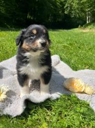 Photo du Chien