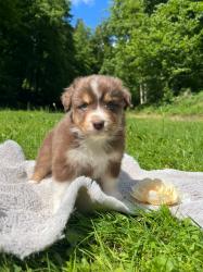 Photo du Chien