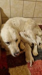 Photo du Chien