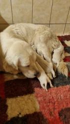 Photo du Chien