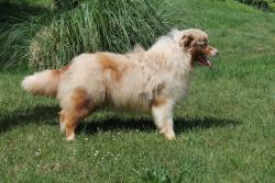 Photo du Chien