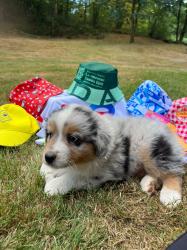 Photo du Chien