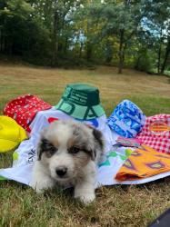 Photo du Chien