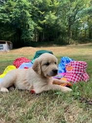 Photo du Chien