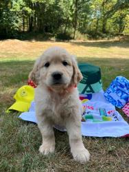 Photo du Chien