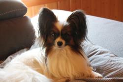 Photo du Chien