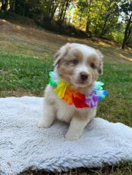 Photo du Chien