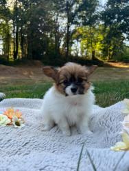 Photo du Chien