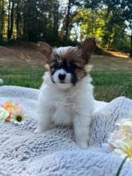 Photo du Chien