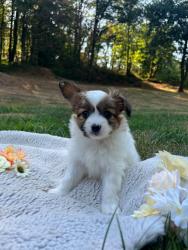 Photo du Chien