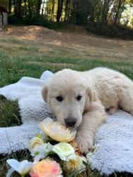 Photo du Chien