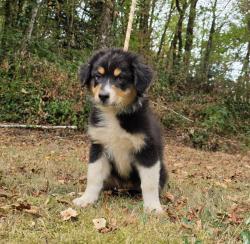 Photo du Chien