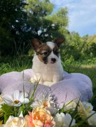 Photo du Chien