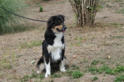 Photo du Chien