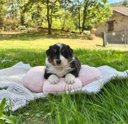 Photo du Chien