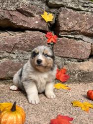 Photo du Chien