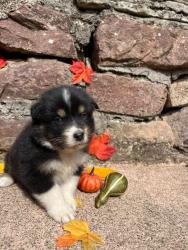 Photo du Chien