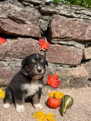 Photo du Chien