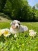 Voir le Chien