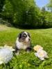 Voir le Chien
