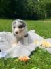 Voir le Chien