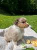 Voir le Chien
