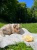 Voir le Chien