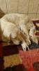 Photo du Chien