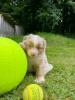 Voir le Chien