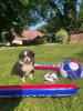 Voir le Chien