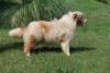 Photo du Chien