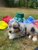 Photo du Chien