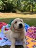 Voir le Chien