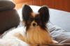 Photo du Chien
