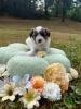 Voir le Chien