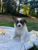 Photo du Chien