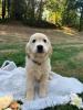 Photo du Chien