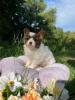 Voir le Chien